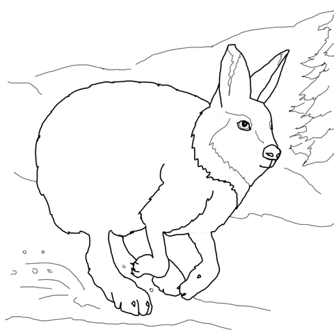 Running Arctic Hare Coloring Page